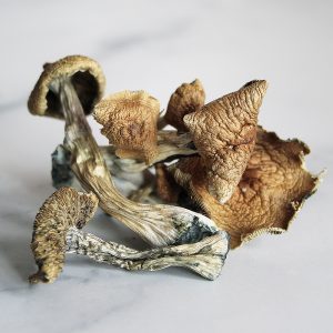 Mushrooms Golden Teacher 