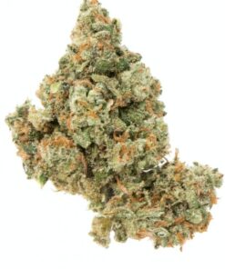 Buy Jack Herer Strain in Canada