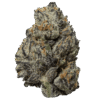 Black Truffle for sale in USA