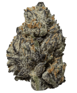 Black Truffle for sale in USA