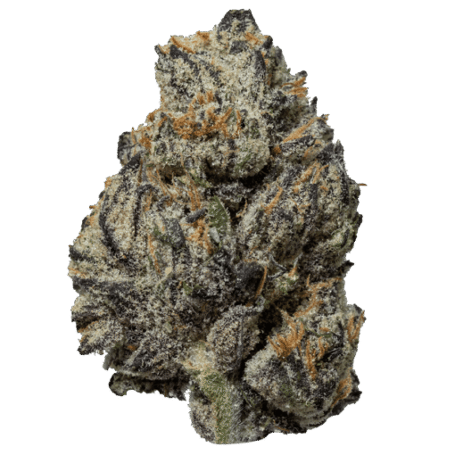 Black Truffle for sale in USA