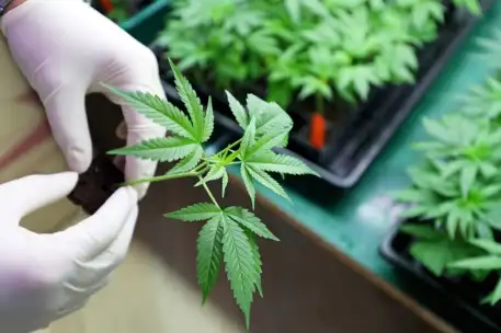 Cannabis for sale in USA