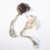 Buy ALBINO A+ MAGIC MUSHROOMS IN USA