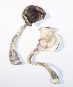 Buy ALBINO A+ MAGIC MUSHROOMS IN USA