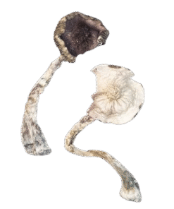 ALBINO A+ MAGIC MUSHROOMS