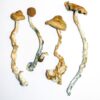 Buy GOLDEN TEACHER MUSHROOMS in Canada