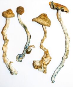 Buy GOLDEN TEACHER MUSHROOMS in Canada