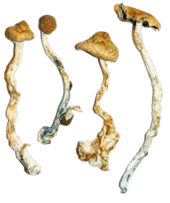 GOLDEN TEACHER MUSHROOMS