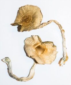 Buy GOLDEN TEACHER MUSHROOMS in Canada