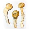 Buy PENIS ENVY MUSHROOMS in USA