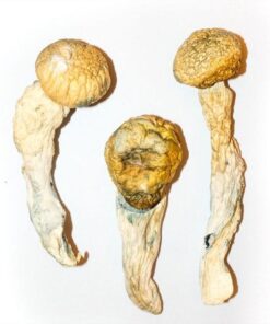 Buy PENIS ENVY MUSHROOMS in USA