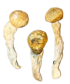 PENIS ENVY MUSHROOMS