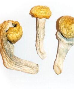 Buy PENIS ENVY MUSHROOMS in USA