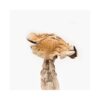 Buy Amazonian Magic Mushroom in Canada