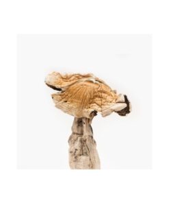 Buy Amazonian Magic Mushroom in Canada
