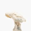 Buy Averys Albino Magic Mushroom in Canada