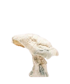 Buy Averys Albino Magic Mushroom