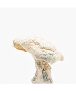 Buy Averys Albino Magic Mushroom in Canada