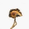 Buy Blue Meanies Magic Mushroom in Canada