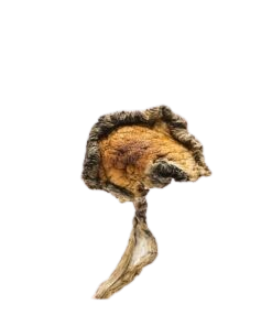 Buy Blue Meanies Magic Mushroom