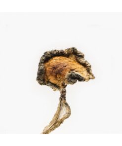 Buy Blue Meanies Magic Mushroom in Canada
