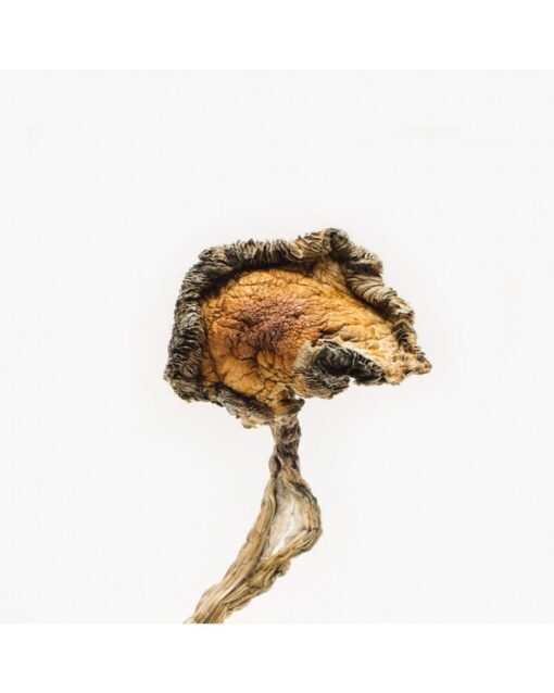 Buy Blue Meanies Magic Mushroom in Canada