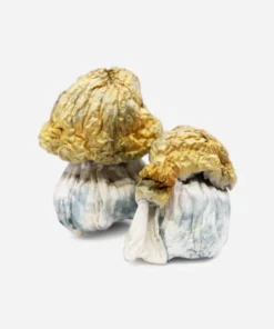 Avalanche Magic Mushrooms