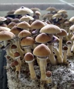 Stargazer Spore Print