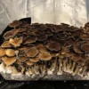 Psilocybe cubensis Spore Print