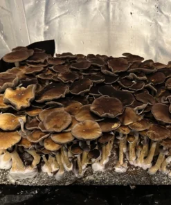 Psilocybe cubensis Spore Print